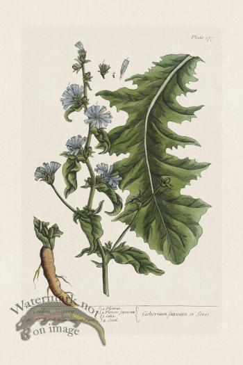 BEE 177 Garden Succory